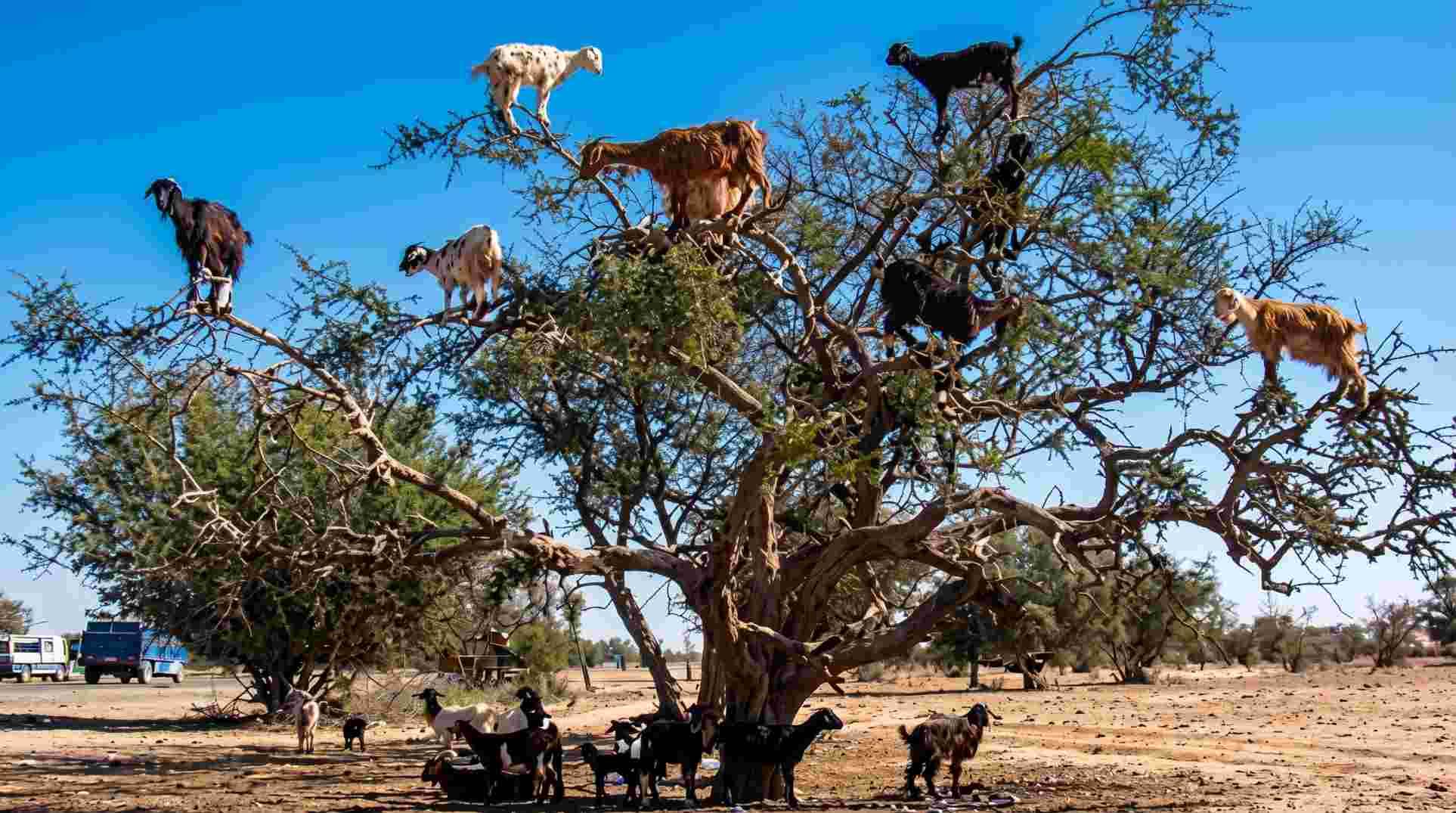 رحلة الصويرة اليومية